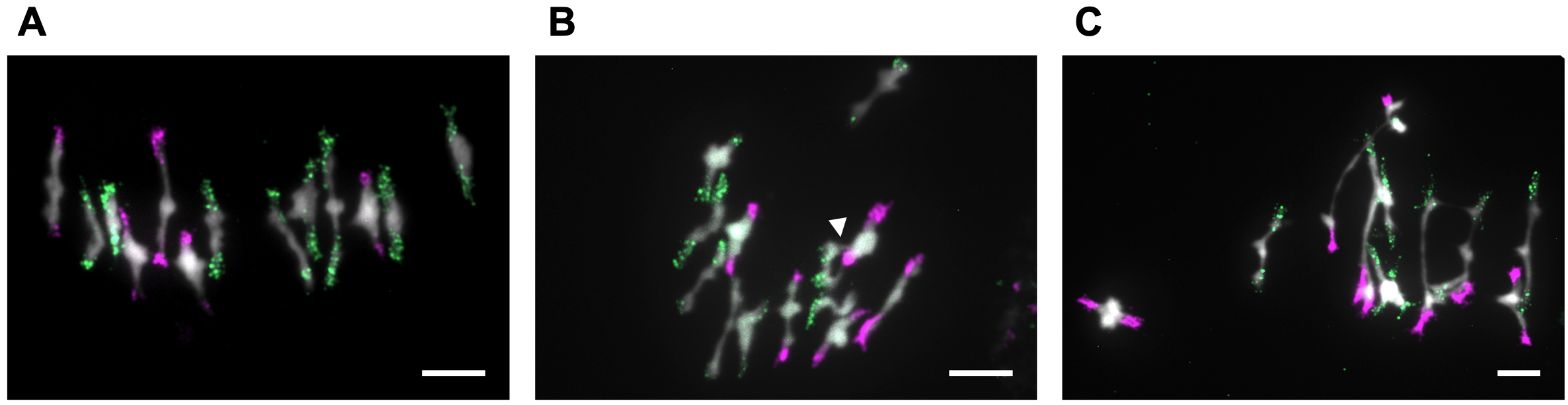 Des sondes spcifiques des gnomes dArabidopsis thaliana (magenta) et dArabidopsis arenosa (vert) ont t hybrides sur les chromosomes miotiques de plantes nosynthtises en mtaphase I colors avec un intercalant de lADN (blanc). ?Floriane Chron 