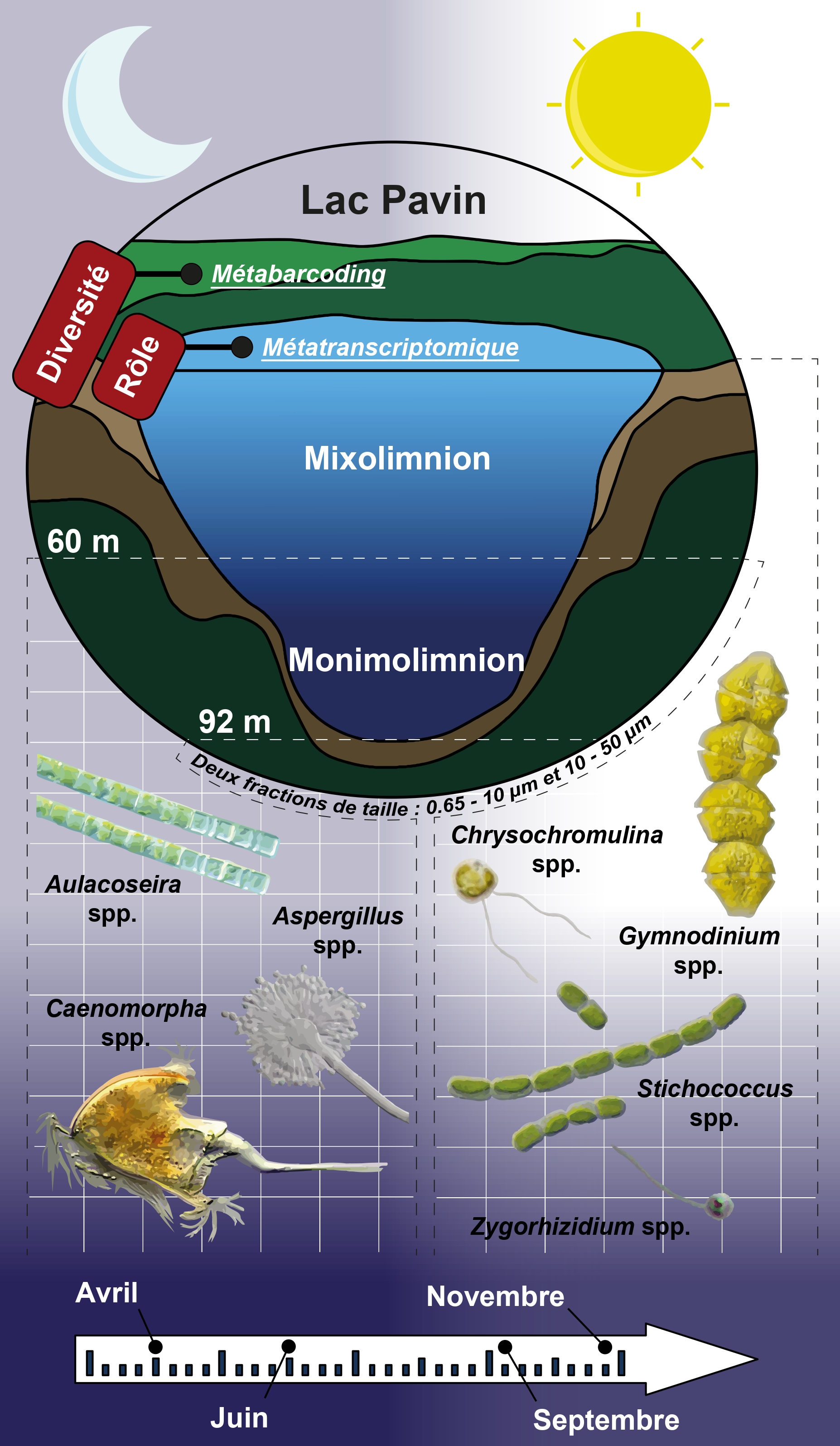 Graphical abstract