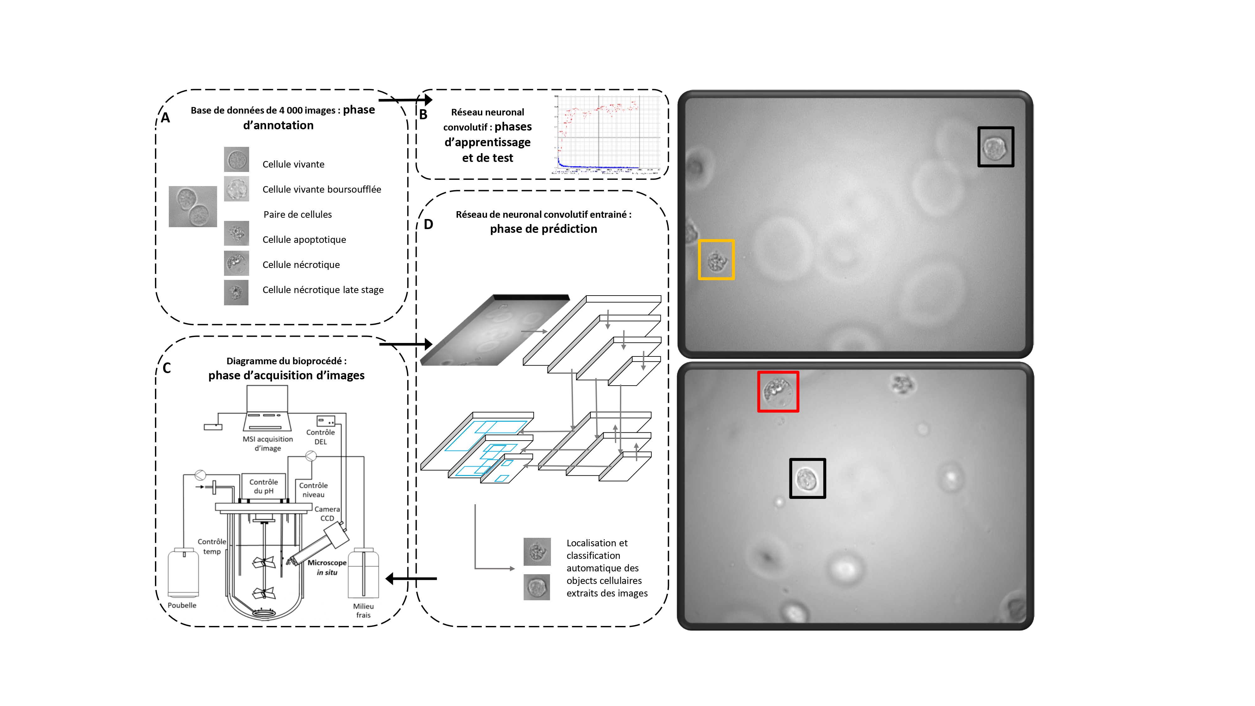 Schma du processus de mise au point de l'outil de classification de cellules.