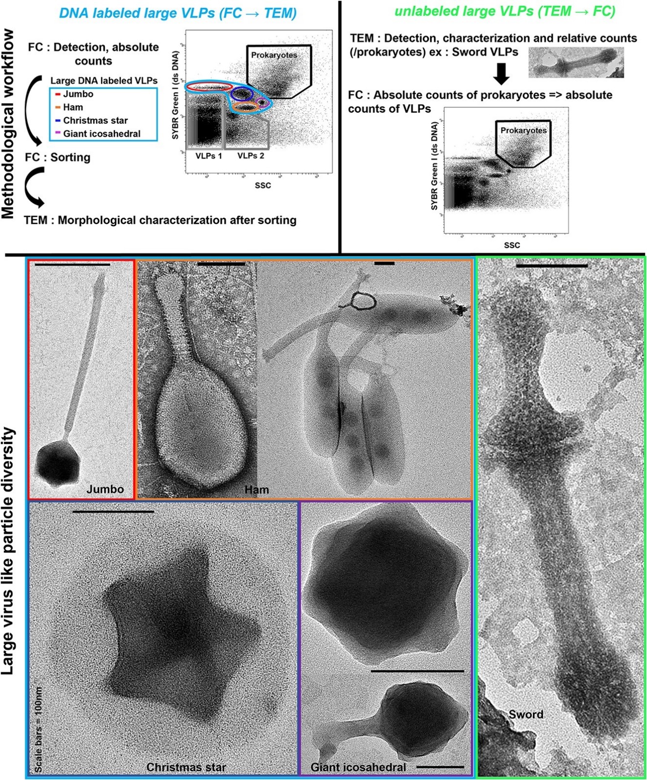 Stratgie de caractrisation et de comptage, et images en microscopie lectronique de nouveaux potentiels virus gants.  VLPs = virus like particles, FC = flow cytometry, TEM = transmission electron microscopy.