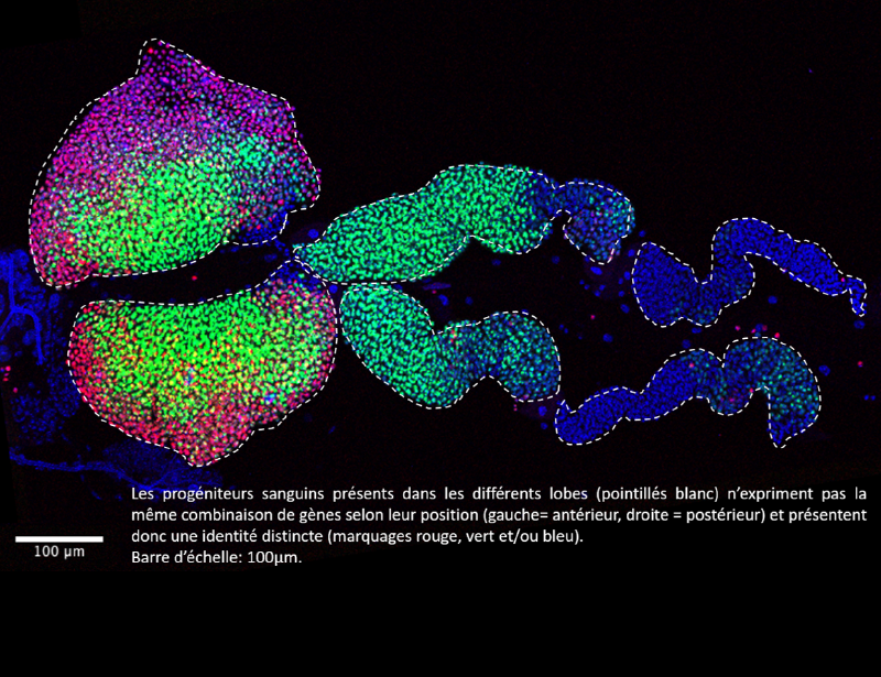 Image de lorgane hmatopo?tique de la larve de drosophile vu au microscope  fluorescence