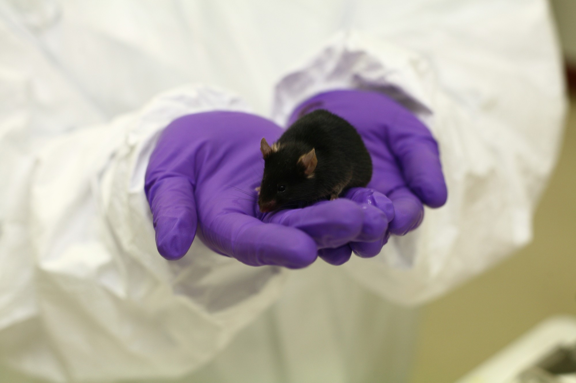 Photo souris de la laboratoire